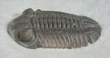 Silica Eldredgeops (Phacops) Trilobite - #4645-5